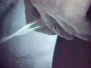 Sex, fuck, and nippon! Brave and tantalizing XXX in the toilet